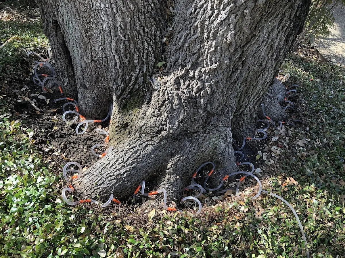 Detailed Tree Cabling and Bracing job site in Varna