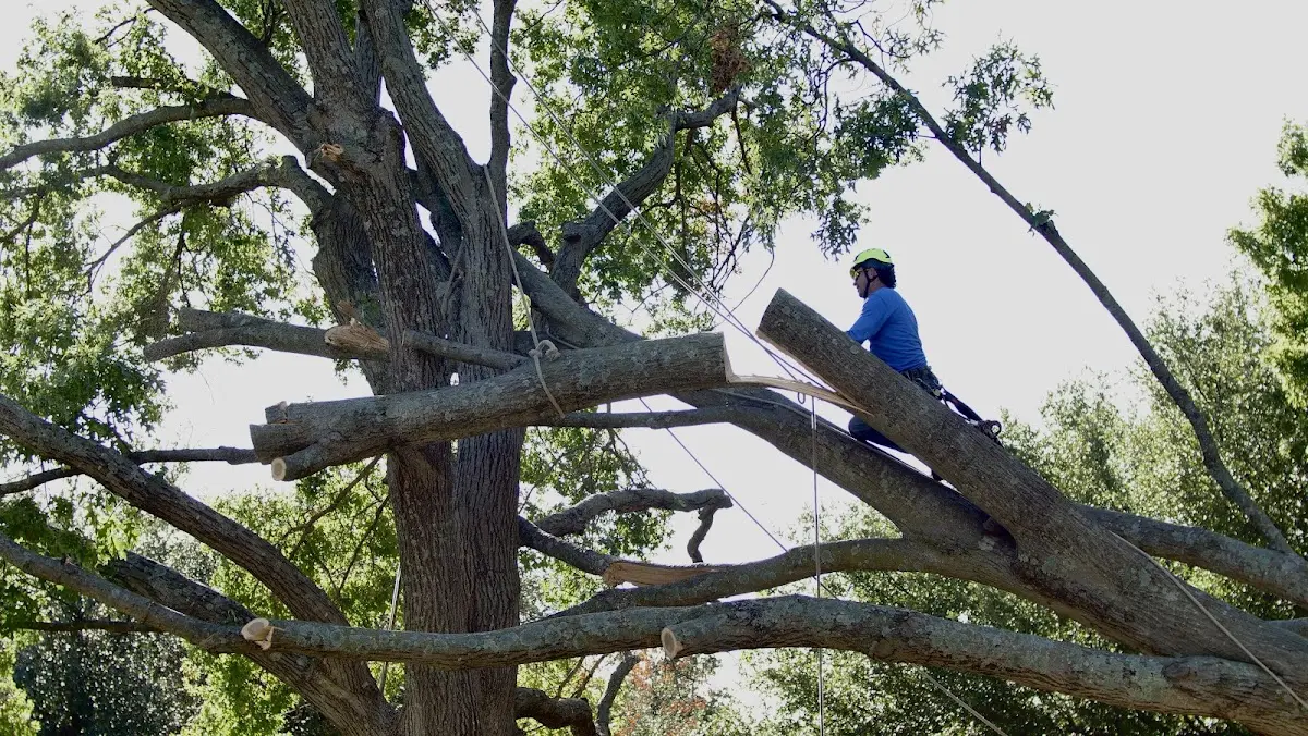 Professional Crown Thinning performed by certified arborists in Varna
