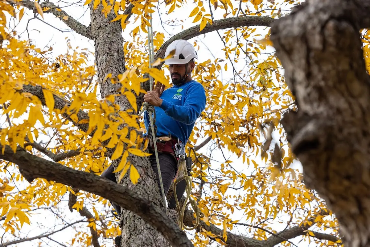 Skilled Tree Pruning crew working in Varna